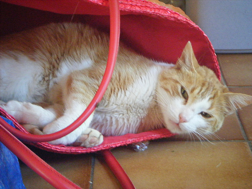 Cat in Bag